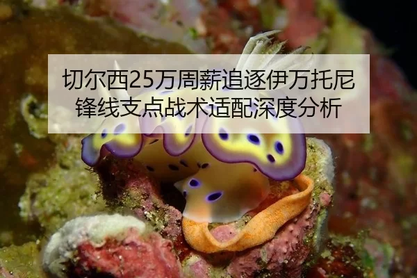 切尔西25万周薪追逐伊万托尼 锋线支点战术适配深度分析