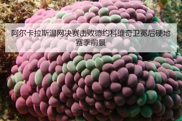 a-er-ka-la-si-wen-wang-jue-sai-ji-bai-de-yue-ke-wei-qi-wei-mian-hou-ying-di-sai-ji-qian-jing-2-641.jpg